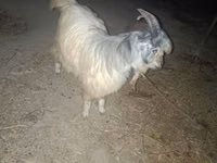 Ziegenbock, Ziegen — Foto 2
