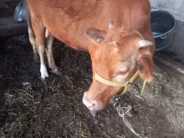 Kuh, Simmental cattle — Usbekistan