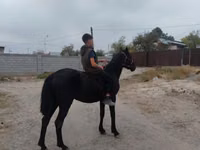 Caballo, Caballos — foto 5
