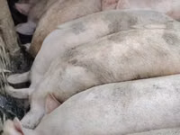 Schweine (Partie, Geschlecht nicht angegeben), Schweine — Foto 3