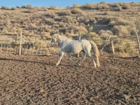 Hengst, Kazakh horse — Foto 3