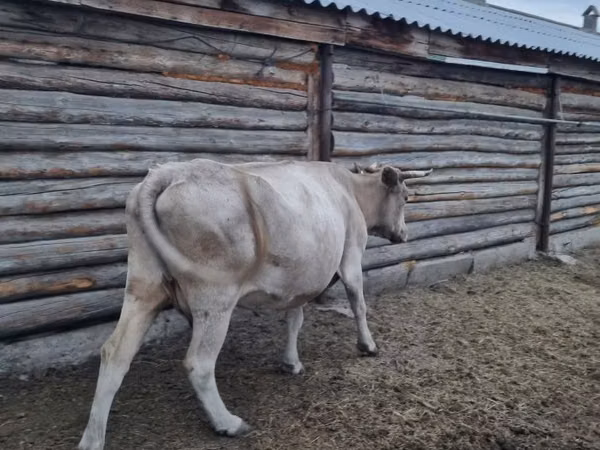 Уй, Сиырлар