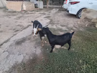 Ziege, Saanen goat — Foto 5