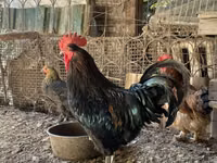 Brahma — Foto 2