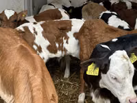 Cattle (batch, sex not specified), Cattle — photo 6