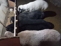 Кочкор, Койлор — сүрөт 1