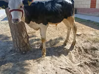 Bulle, Russian Black pied cattle — Foto 4