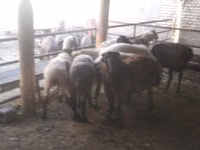 Widder, Arabi sheep — Foto 4