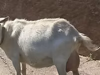 母山羊, Saanen goat — 照片 2