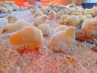 Chickens — 照片 5