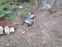 Chickens — 照片 3