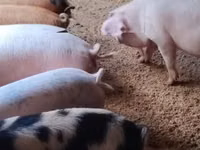 Schweine (Partie, Geschlecht nicht angegeben) — Foto 3