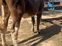 Kuh, Simmental cattle — Foto 2