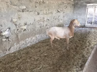 Widder, Rhon sheep — Foto 1