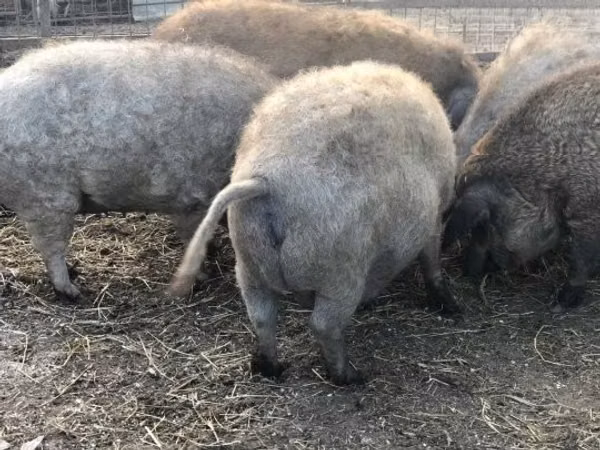 Schweine (Partie, Geschlecht nicht angegeben), 