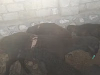 Carnero, Ovejas — foto 4