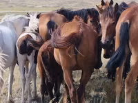 Mare, Horses — photo 1