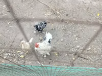 Chickens — Foto 3
