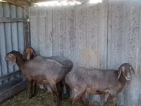 Sheep, Arashan sheep — photo 1
