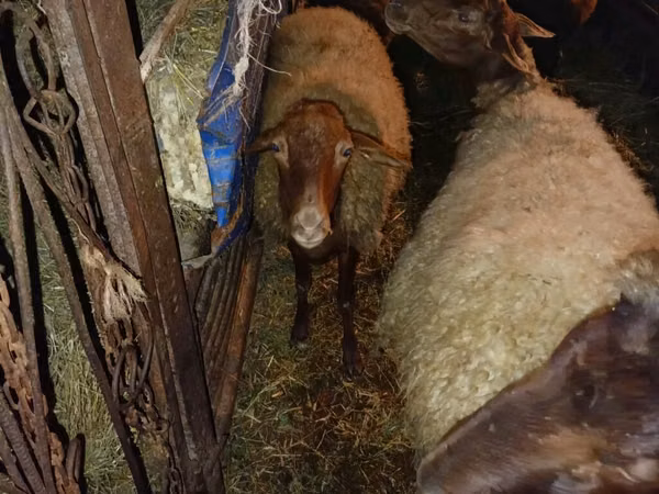 Widder, Schafe
