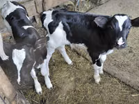 Бұқа, Russian Black pied cattle — 1-сурет