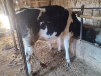 Kuh, Holstein-Rasse — Foto 2