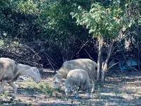 Carnero, Merinoland sheep — foto 8