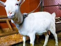 母山羊, Saanen goat — 照片 1