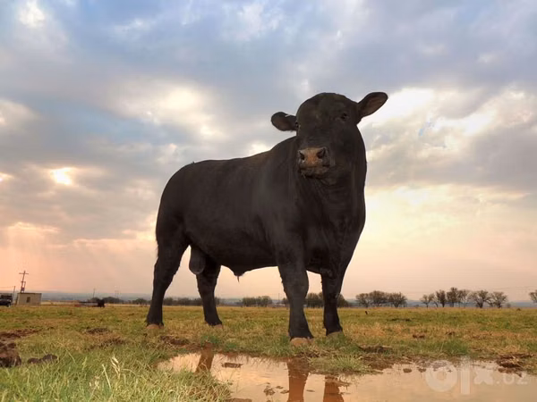 公牛, Aberdeen-Angus — 乌兹别克斯坦