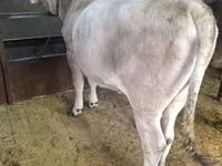 Cow, Swiss cattle — photo 2