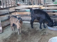 母山羊, Goats — 照片 2