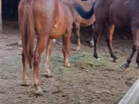 Stute, Kyrgyz Horse — Foto 3