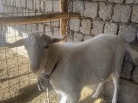 Ziegenbock, Saanen goat — Foto 1