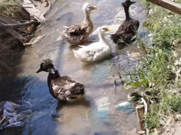 Ducks — Foto 1