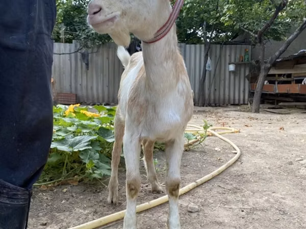 Ziege, Saanen goat