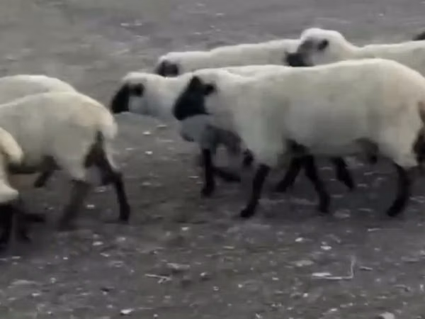 كبش, Hampshire sheep — كازاخستان