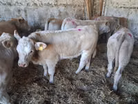 ثور, Charolais cattle — الصورة 5