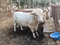 Bulle, Simmental cattle — Foto 1