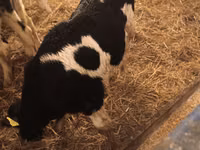 Bulle, Russian Black pied cattle — Foto 5