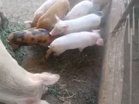 Schweine (Partie, Geschlecht nicht angegeben), Schweine — Foto 4