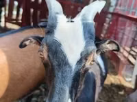 Goat, Goats — photo 1