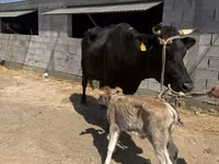Kuh, Swiss cattle — Foto 1