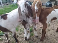 Ziegenbock, Nubian Goat — Foto 5