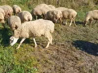 Schaf, Karabakh sheep — Foto 1