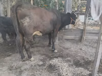 母牛, Swiss cattle — 照片 2