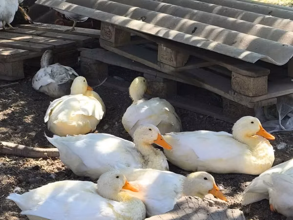 American Pekin