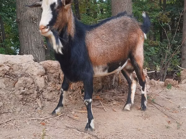 Ziegenbock, Ziegen — Kirgisistan