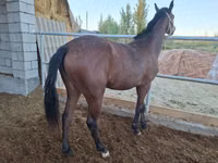 Mare, Kazakh horse — photo 5