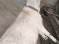 Ziegen (Partie, Geschlecht nicht angegeben), Barbari goats — Foto 2