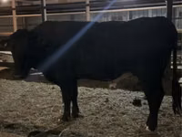 Toro, Aberdeen-Angus — foto 3